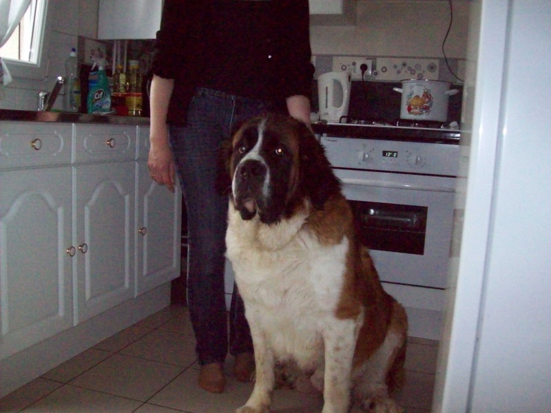 coucou a tout les fous de st bernard 100_0410