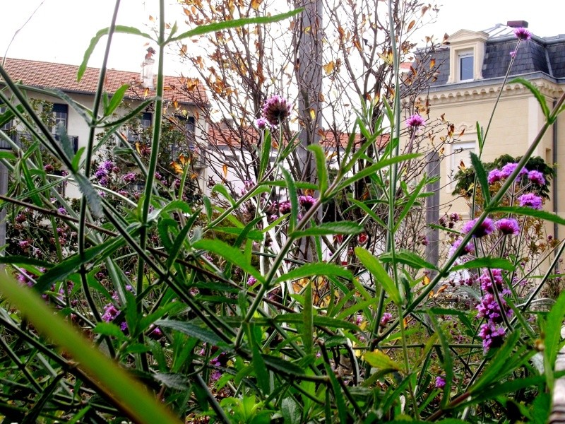 On apellait cet endroit la 'Media' on trouvait ca joli, les jeunes y fument, mais n'osent pas gacher la beauté des fleurs. Dscf0315