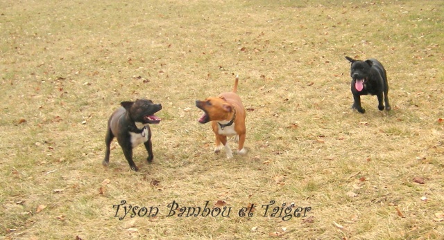 Bambou Tyson et Taiger au murier Imgp3410