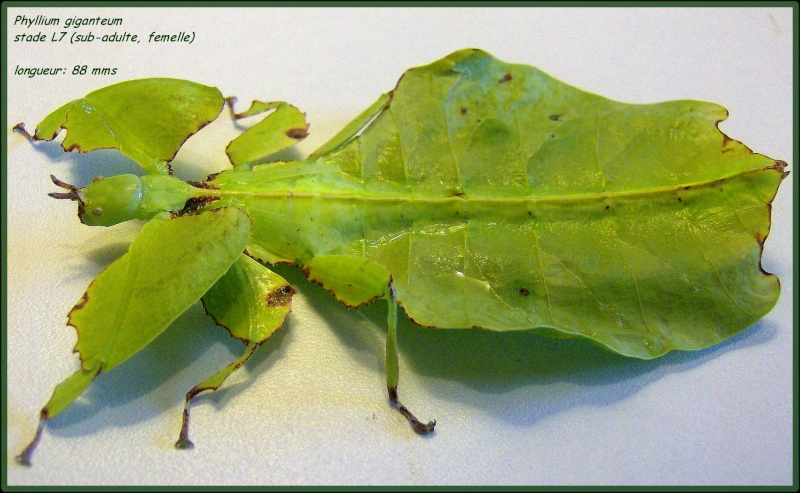 Pulchriphyllium giganteum (P.S.G n°72) Phylli30