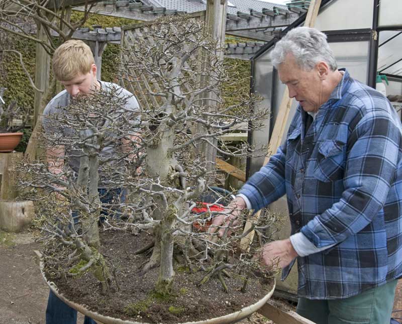 New pot for giant hornbeam forest 2011-039