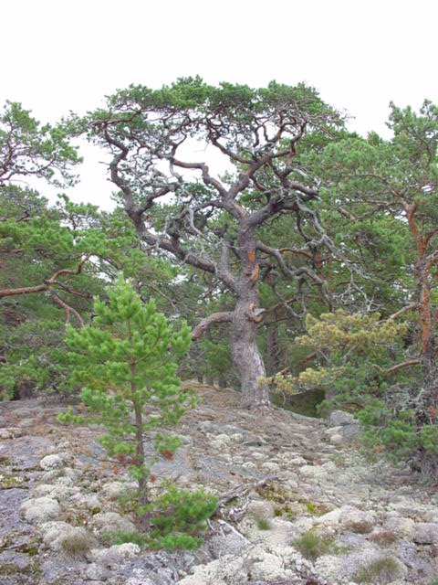 Pinus sylvestris - yamadori Finnla11