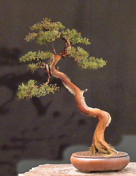 Juniperus chinensis Sargentii  2007 Kjkj210
