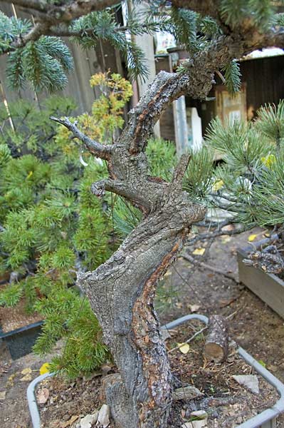 (The problem with) Colorado blue spruce... Wp45_d11