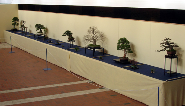 SAKKA TEN bonsai exhibition Sakka-11