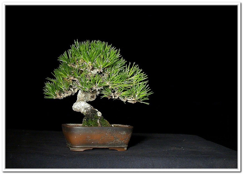 A Few Japanese Black Pine Fall2110