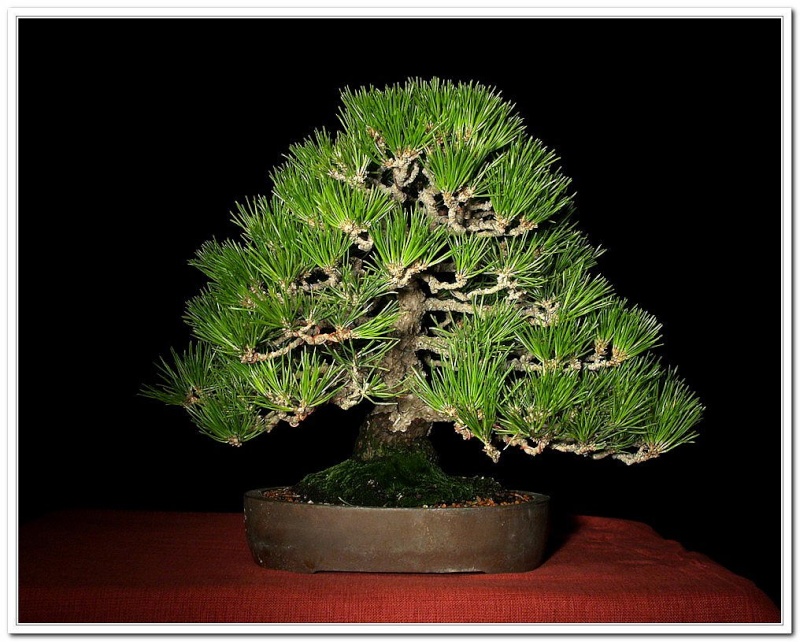 A Few Japanese Black Pine Fall5110