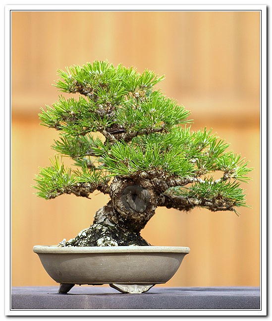 A Few Japanese Black Pine Ffall110