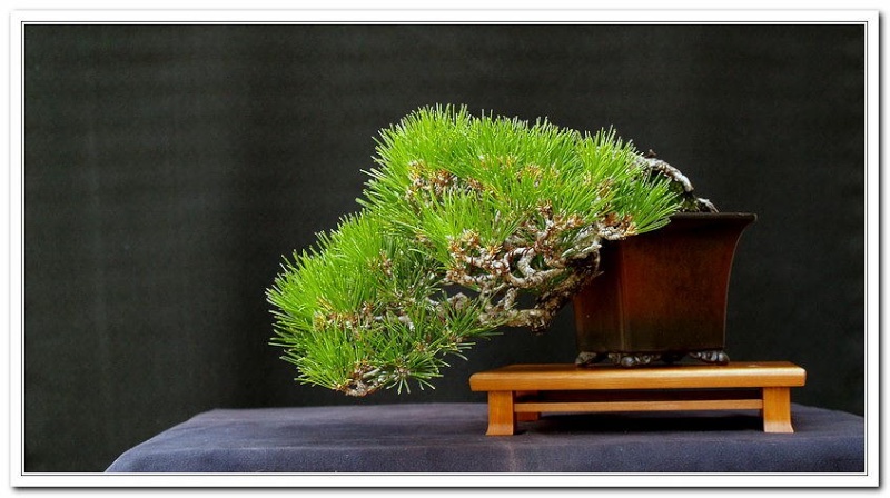 A Few Japanese Black Pine Ffall111