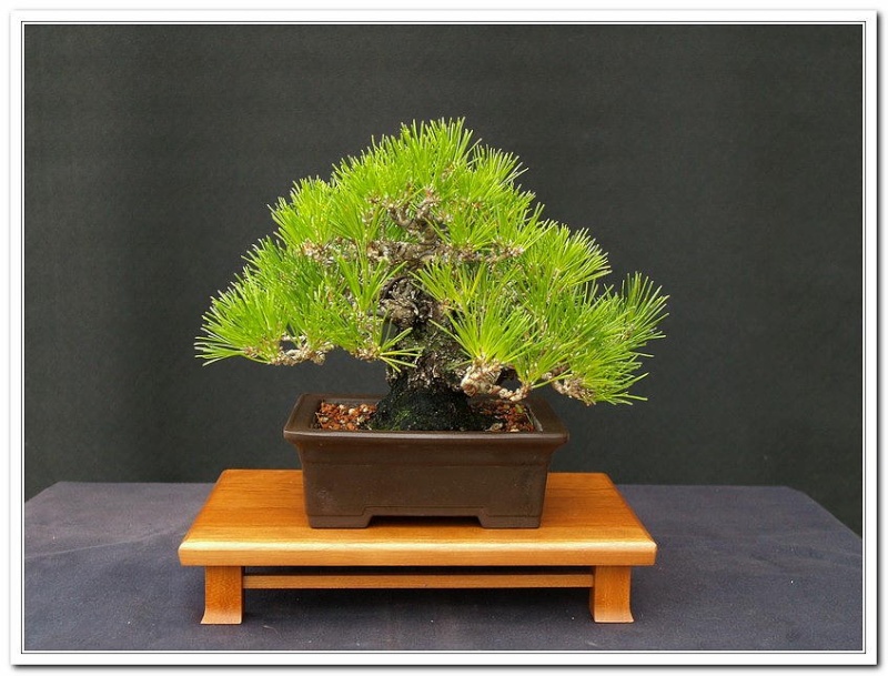 A Few Japanese Black Pine Ffall310