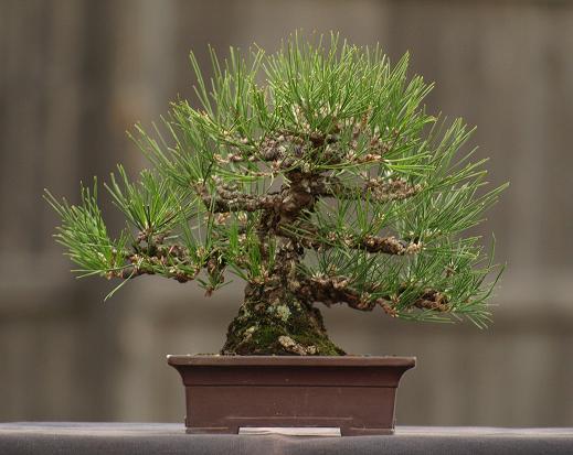 Some Japanese Black Pines Pb225210