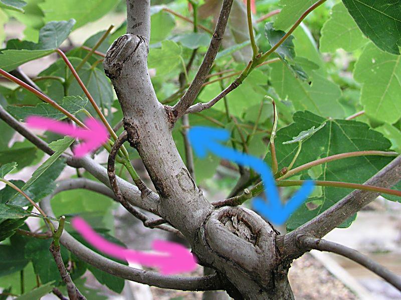 Thread grafts on a red maple(Acer rubrum) P5030210