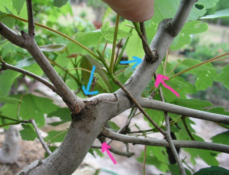 Thread grafts on a red maple(Acer rubrum) P5030211