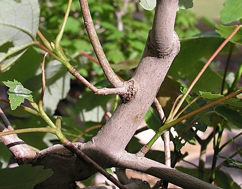 Thread grafts on a red maple(Acer rubrum) P5030212