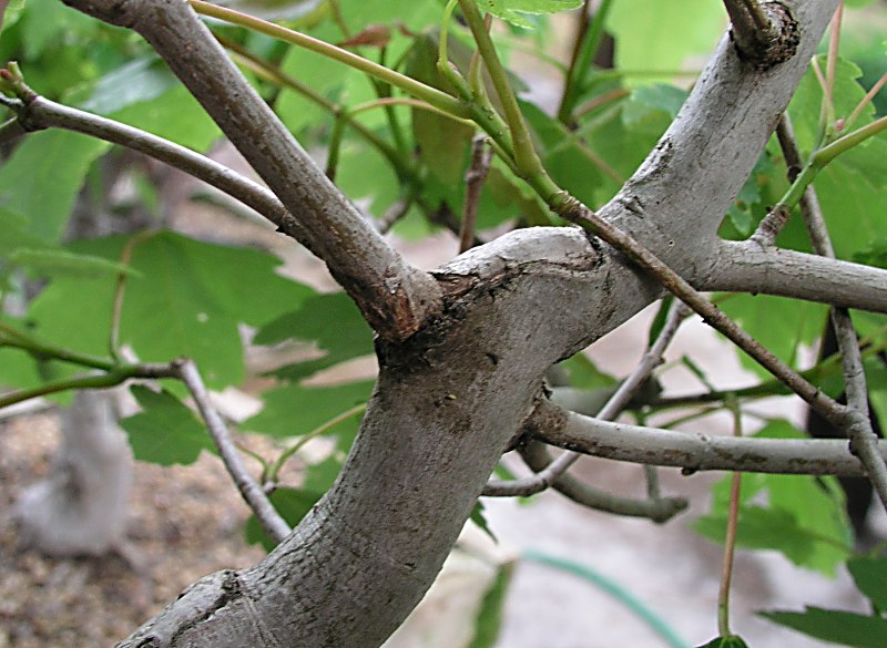 Thread grafts on a red maple(Acer rubrum) P5030213