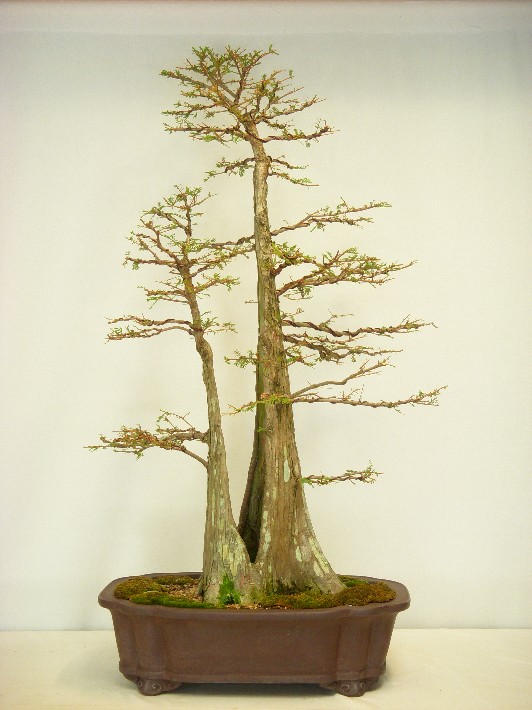 Twin Trunk Bald Cypress - Page 3 Bc_09_14