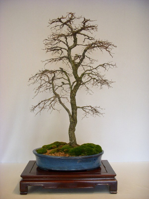 40 year old winged elm Winged11