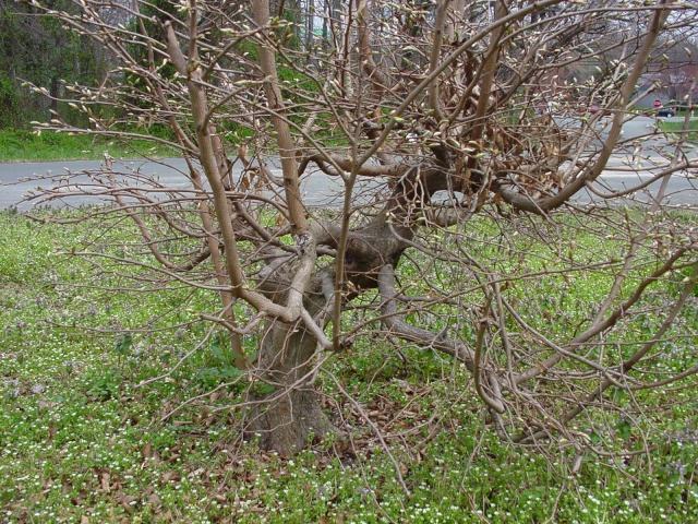 Cutting back to old needle growth Dsc00065