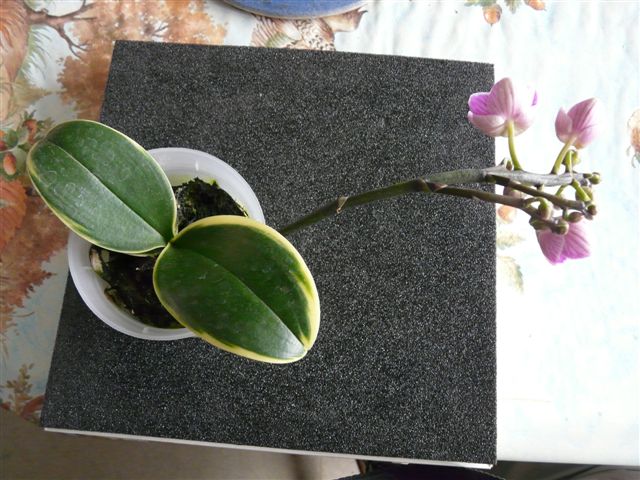 Phalaenopsis Hybride 17_avr11