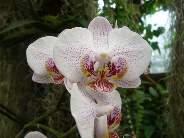 Quelques Phalaenopsis du Jardin Bota. Img15010