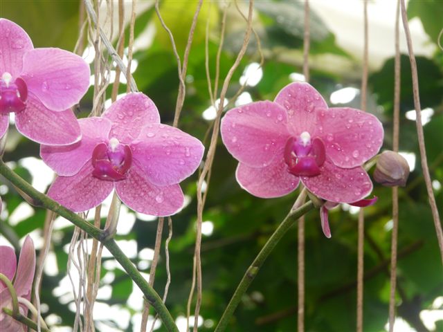 Quelques Phalaenopsis du Jardin Bota. Img15510
