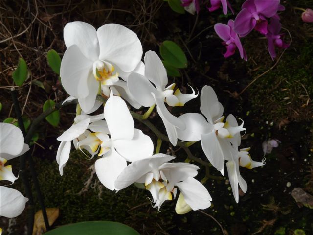 Quelques Phalaenopsis du Jardin Bota. Img17610