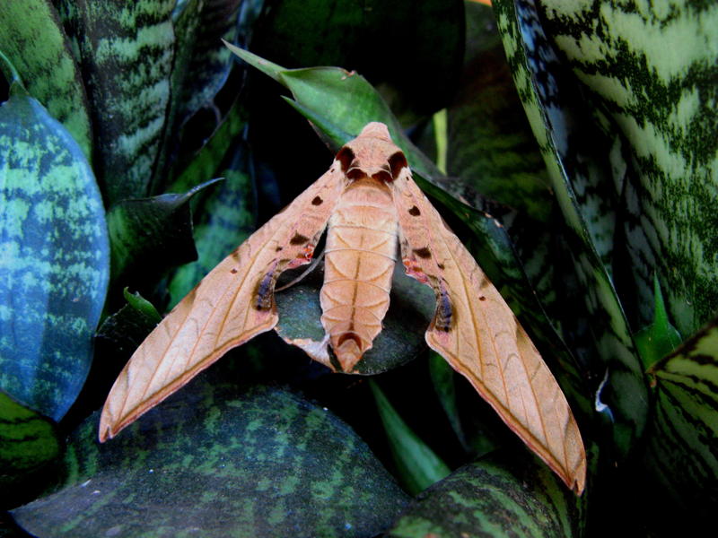 [Protambulyx euryalus] Papillon De Kia LoretteVenezuela Img_4110
