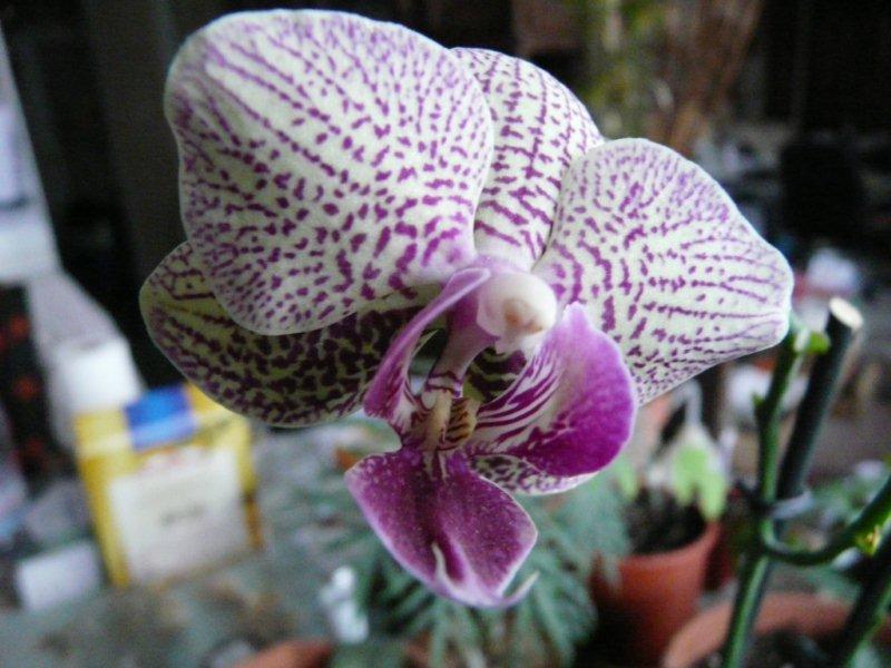 Phalaenopsis Orchid16