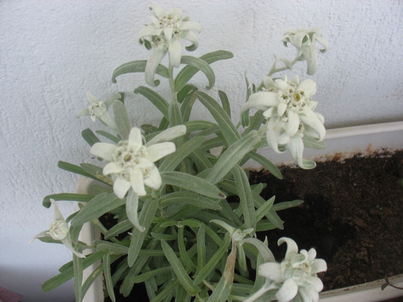 Edelweiss Plante13