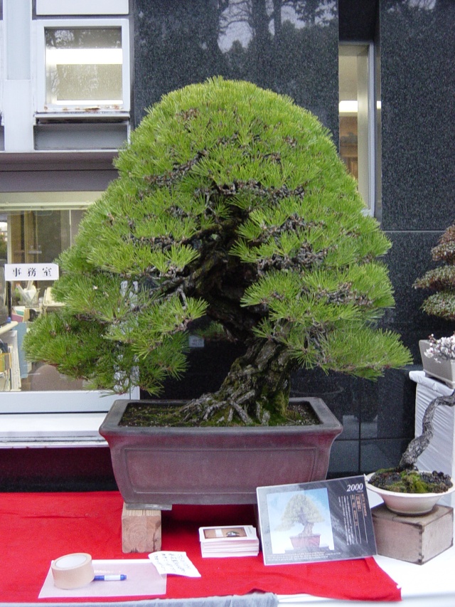 Tokyo 2010 - Ueno Green Club - Black Pines Dsc02620