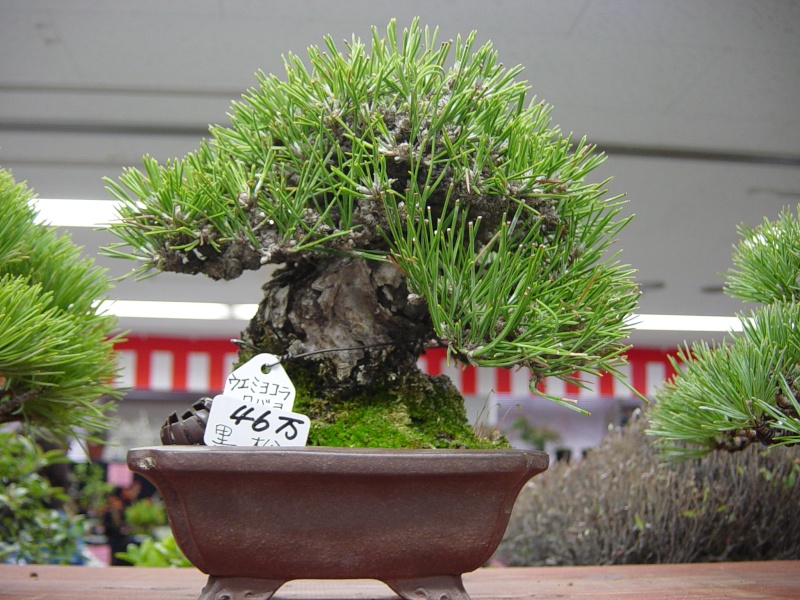 New shohin JBP Dsc02713