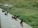 Pour ceux qui aiment tous les oiseaux! - Page 17 Europe15