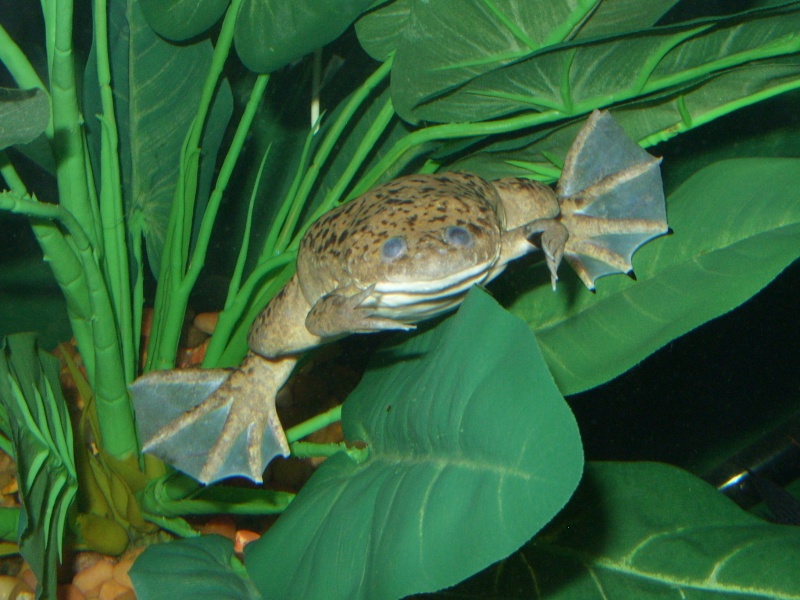 profile - Species Profile: African Clawed Frog (Xenopus laevis) Ss850616