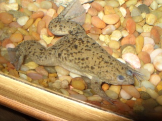 profile - Species Profile: African Clawed Frog (Xenopus laevis) Ss851013