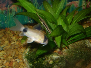 Species profile: Farlowella catfish Ss852612