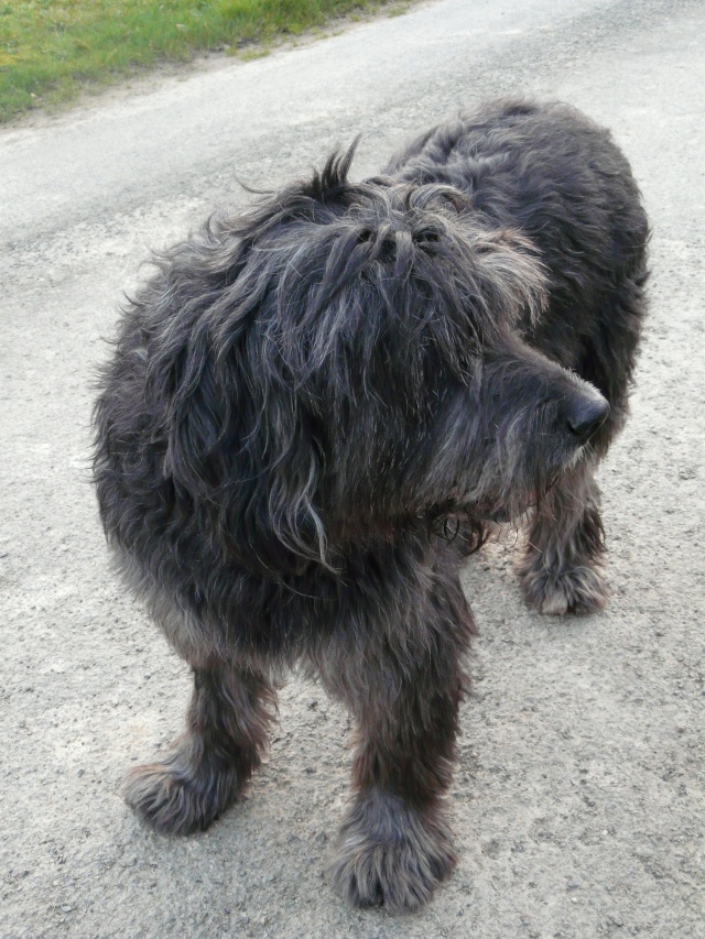 OURAL croisé bobtail cherche famille  P1070223