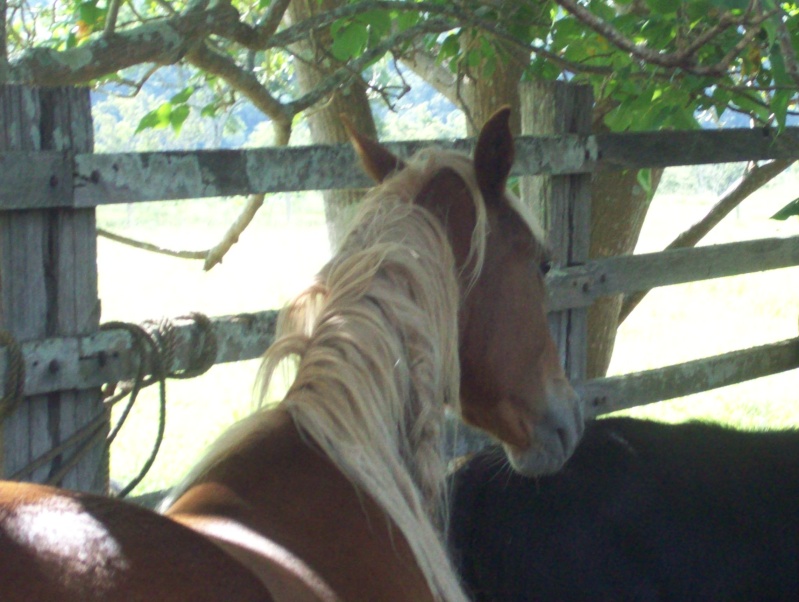 The Gang - Real horses Kristy10