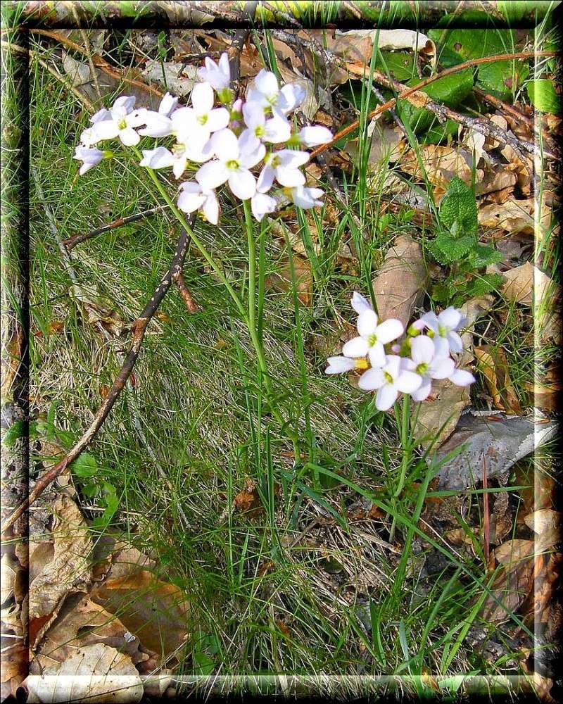 CARDAMINE DES PRES Dscf3219