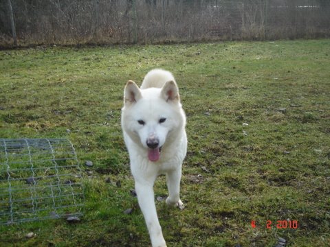 SAM et ULIA, adorable couple d'Akita blancREF 55 ADOPTES Dsc03521