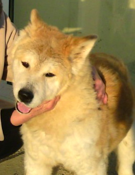 Mon pote Ouragan Akita Inu - Page 2 Ouraga10