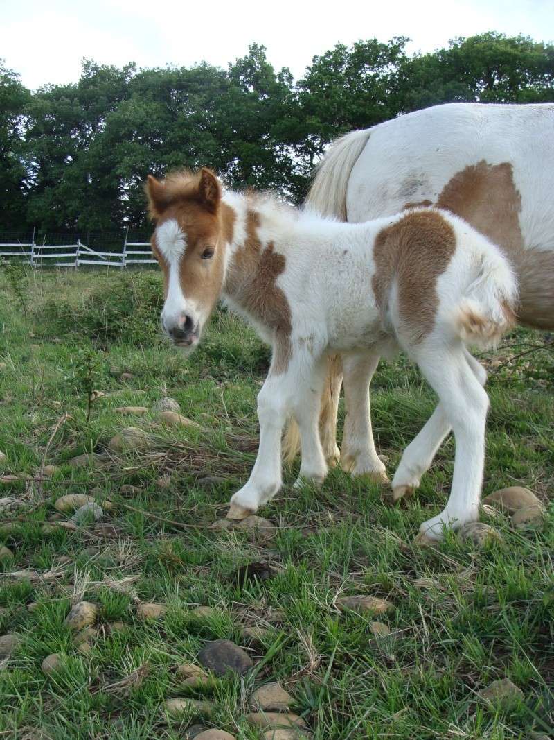 chevaux irish cob + poneys shetland Dsc05610