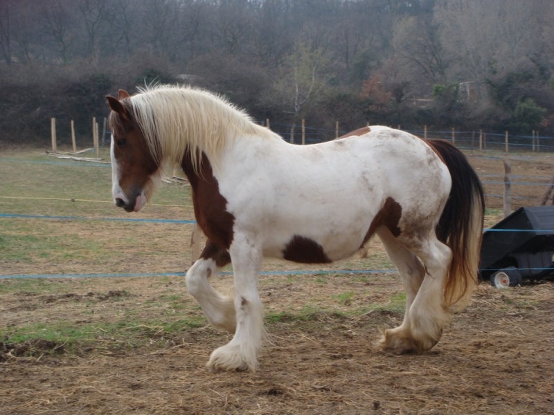 chevaux irish cob + poneys shetland Nora10