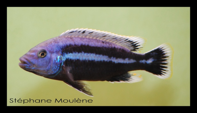 mes pensionnaires:melanochromis chipokae Melano10