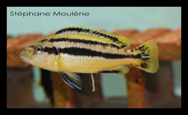 mes pensionnaires:melanochromis chipokae Melano11