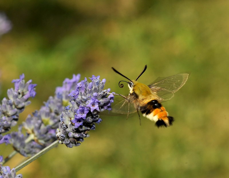 Lavanda e dintorni Lavand11