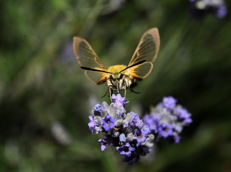 Lavanda e dintorni Lavand13