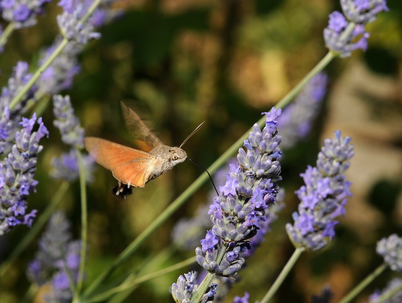 Lavanda e dintorni Macrog12