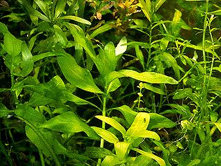Fiche plante: Gymnocoronis spilanthoides. Gymnoc11
