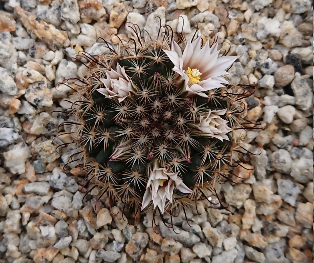 Mammillaria weingartiana