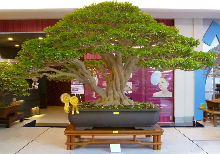 2010 MALAYSIA BONSAI & SUISEKI EXHIBITION AND COMPETITION  36452_12